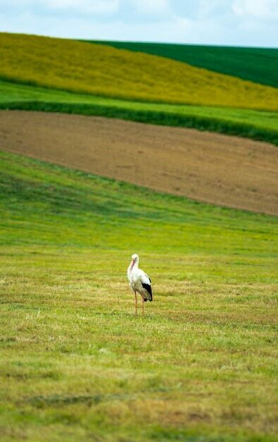 A lone white stork standing in a colorful, rolling landscape in Olkusz, Poland.